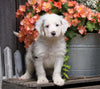 Mini Bernedoodle For Sale Millersburg, OH Male- Rambo