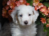 Mini Bernedoodle For Sale Millersburg, OH Male- Rambo