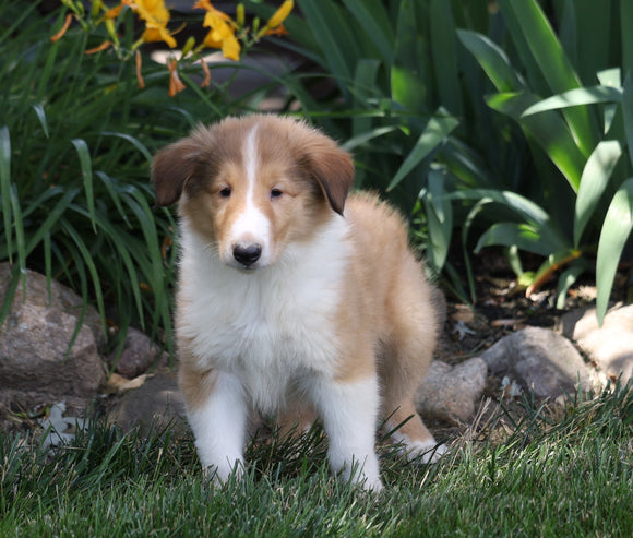AKC Registered Collie (Lassie) For Sale Fredericksburg, OH Male- Quinton