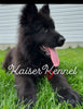 Long Haired German Shepherd For Sale Louisville OH Female-Jetta