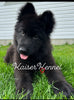 Long Haired German Shepherd For Sale Louisville OH Female-Jetta