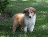 AKC Registered Collie (Lassie) For Sale Fredericksburg, OH Male- Quinton