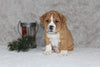 Beabull Puppy For Sale Fredricksburg OH Male-Scott