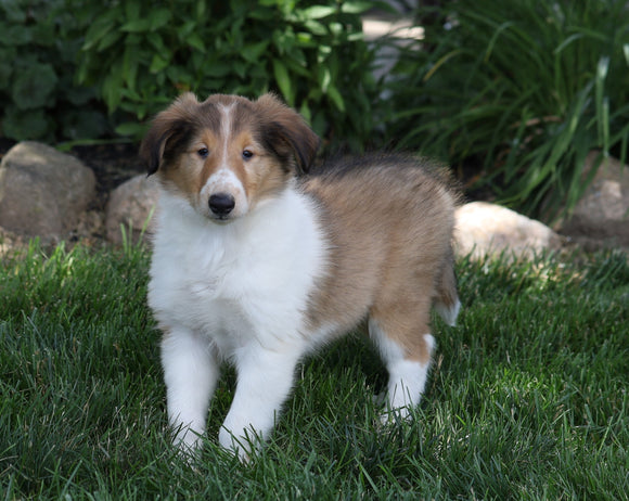 AKC Registered Collie (Lassie) For Sale Fredericksburg, OH Female- Quinn