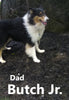 AKC Registered Collie Lassie For Sale Fredericksburg OH Female-Carmen