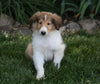 AKC Registered Collie (Lassie) For Sale Fredericksburg, OH Male- Quiver