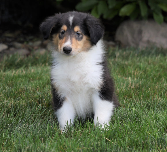 AKC Registered Collie (Lassie) For Sale Fredericksburg, OH Male- Bud