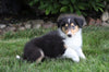 AKC Registered Collie (Lassie) For Sale Fredericksburg, OH Male- Bud