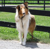 AKC Registered Collie (Lassie) For Sale Fredericksburg, OH Male- Bud