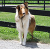 AKC Registered Collie (Lassie) For Sale Fredericksburg, OH Male- Quiver
