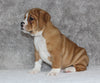 Beabull Puppy For Sale Fredricksburg OH Male-Scott