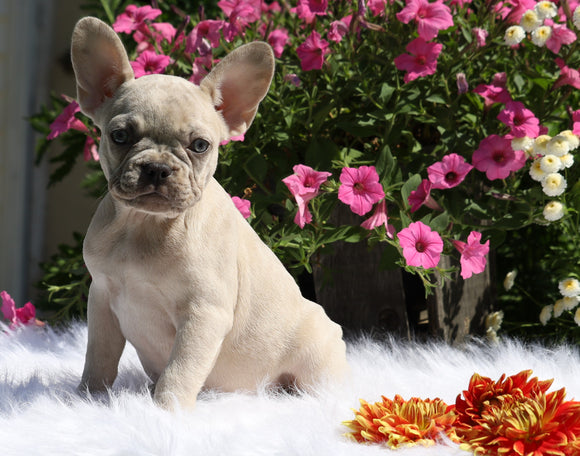 AKC Registered French Bulldog For Sale Fredericksburg, OH Female- Misty