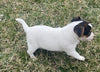 Rat Terrier For Sale Tampico Illinois Female-Charlotte