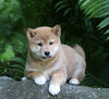 AKC Registered Shiba Inu For Sale Millersburg, OH Female- Princess