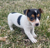 Rat Terrier For Sale Tampico Illinois Female-Daisy