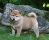 AKC Registered Shiba Inu For Sale Millersburg, OH Female- Princess