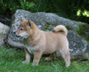 AKC Registered Shiba Inu For Sale Millersburg, OH Female- Princess