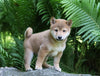 AKC Registered Shiba Inu For Sale Millersburg, OH Male- Jerry