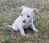 Rat Terrier For Sale Tampico Illinois Female-Zoe