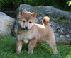 AKC Registered Shiba Inu For Sale Millersburg, OH Male- Jerry