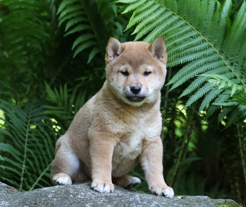 AKC Registered Shiba Inu For Sale Millersburg, OH Male- Issac