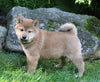 AKC Registered Shiba Inu For Sale Millersburg, OH Male- Issac
