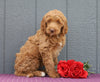 Standard F1B Labradoodle For Sale Fredericksburg, OH Female- Marsha