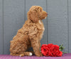 Standard F1B Labradoodle For Sale Fredericksburg, OH Female- Marsha