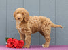 Standard F1B Labradoodle For Sale Fredericksburg, OH Female- Marsha