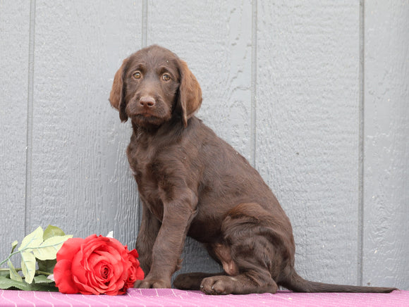 Standard F1B Labradoodle For Sale Fredericksburg, OH Female- Cammy