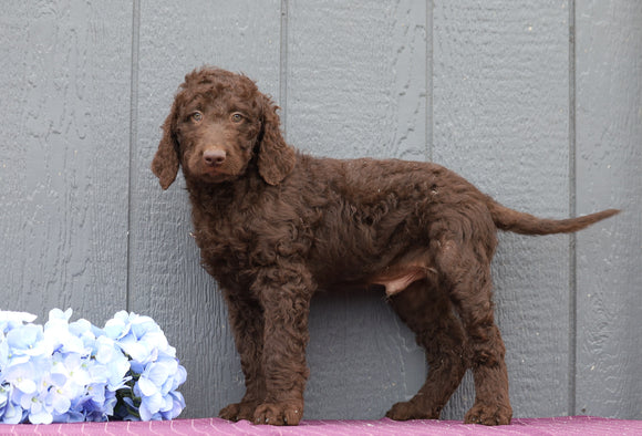 Standard F1B Labradoodle For Sale Fredericksburg, OH Male- Cletus