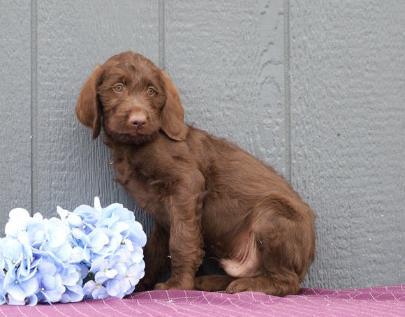 Standard F1B Labradoodle For Sale Fredericksburg, OH Male- Romeo