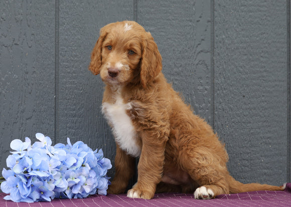 Standard F1B Labradoodle For Sale Fredericksburg, OH Male- Felix