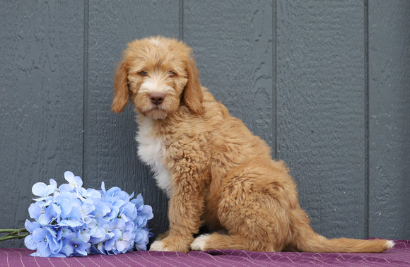 Standard F1B Labradoodle For Sale Fredericksburg, OH Male- Teddy