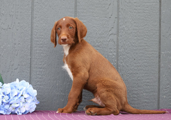 Standard F1B Labradoodle For Sale Fredericksburg, OH Male- Dirk