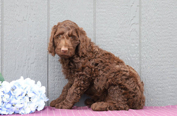 Standard F1B Labradoodle For Sale Fredericksburg, OH Male- Trey