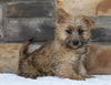 Cairn Terrier For Sale Millersburg, OH Female- Ava