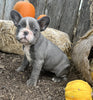 AKC Registered French Bulldog For Sale Millersburg OH Female-Suetta