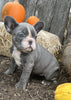 AKC Registered French Bulldog For Sale Millersburg OH Female-Suetta