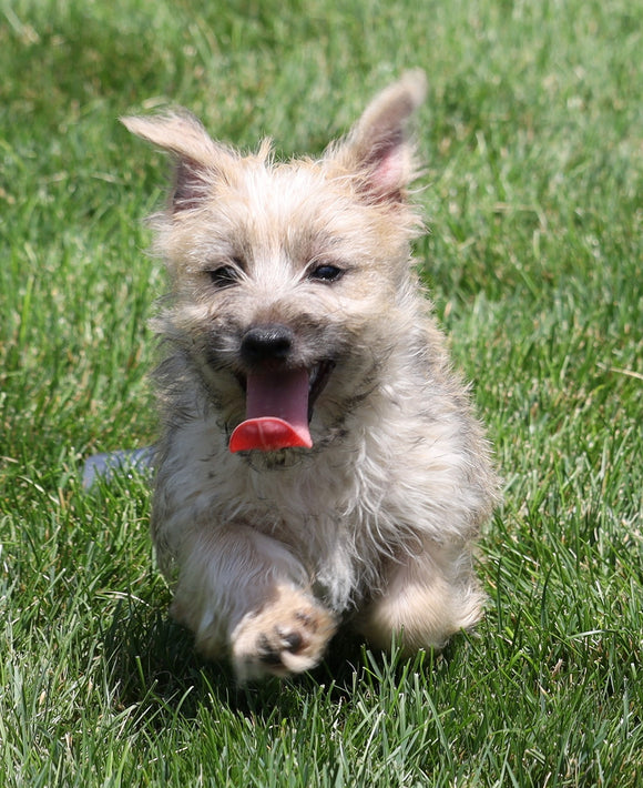 Cairn Terrier For Sale Millersburg, OH Male- Ashton