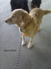 Golden Retriever For Sale Fredericksburg OH Female -Abby