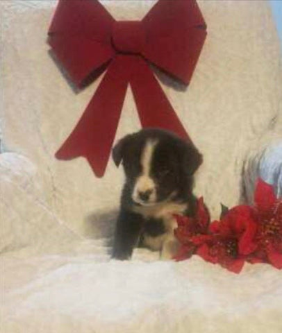 Siberian Husky Mix For Sale Warsaw, OH Female- Bella