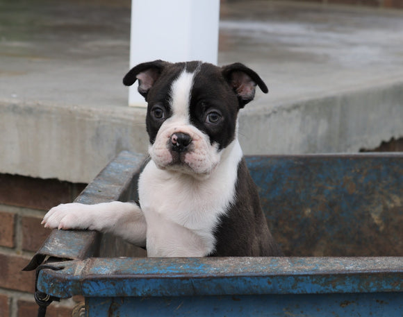 Boston Terrier For Sale Wooster, OH Male- Lewis