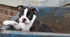 Boston Terrier For Sale Wooster, OH Male- Lewis