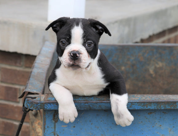 Boston Terrier For Sale Wooster, OH Male- Louie