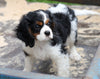 Cavalier King Spaniel For Sale Wooster, OH Male- Dusty