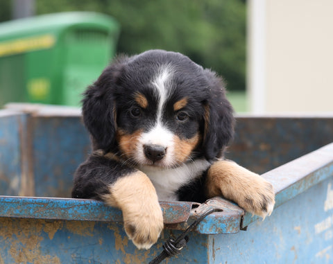 Bernese Mountain Dog For Sale Wooster, OH Female- Heidi