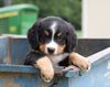 Bernese Mountain Dog For Sale Wooster, OH Female- Heidi
