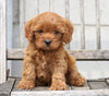 Cavapoo For Sale Wooster, OH Male- Charlie