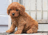 Cavapoo For Sale Wooster, OH Male- Charlie